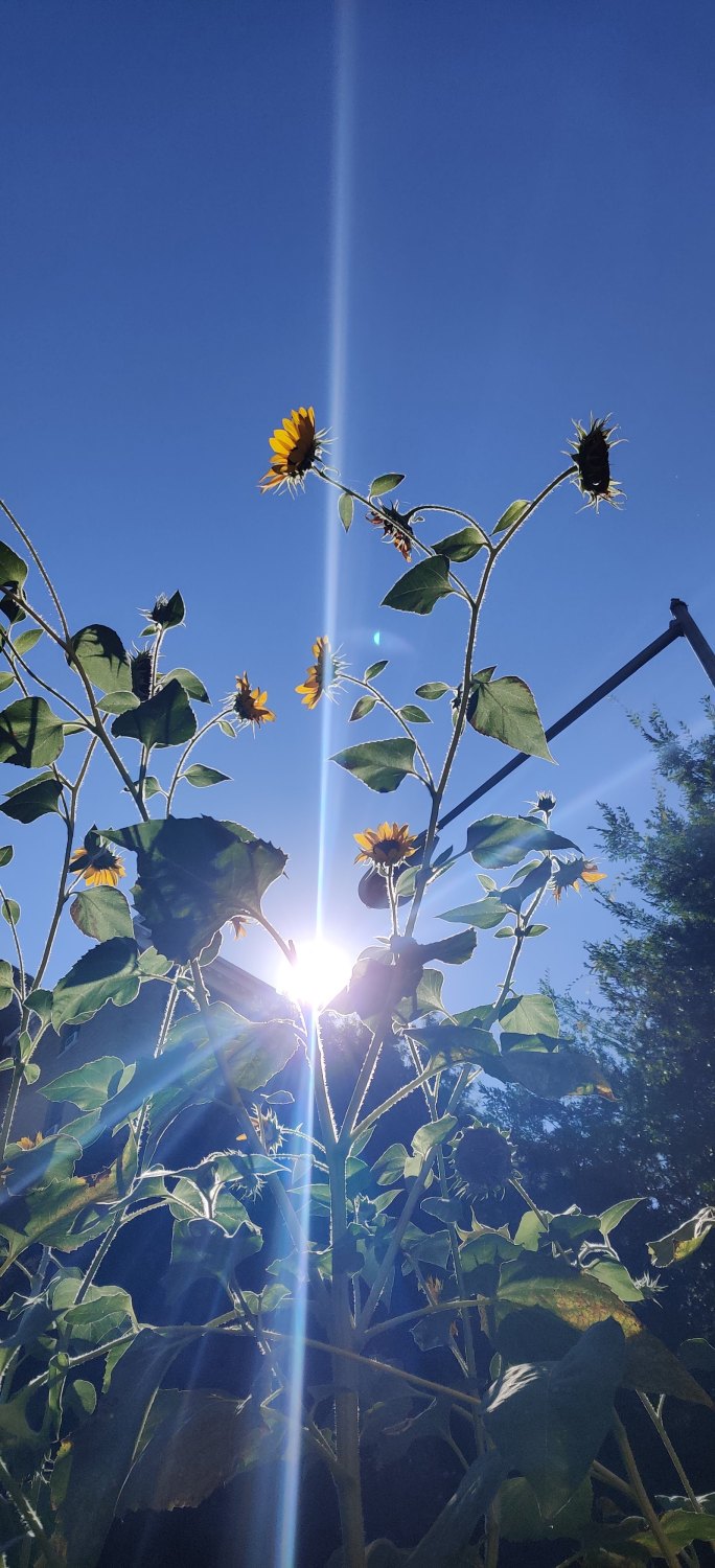 Sunflower lens flare.jpg