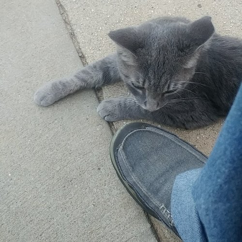 Kitty friend for a spell.jpg