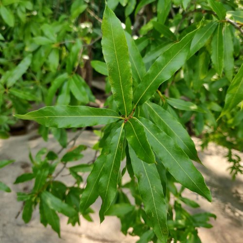 Bell Isle Leaves.jpg